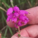Erica ciliaris L.Erica ciliaris L.
