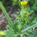 Sonchus asper (L.) HillSonchus asper (L.) Hill