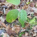 Frangula alnus Mill.Frangula alnus Mill.