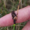 Schoenus nigricans L.Schoenus nigricans L.