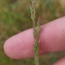 Agrostis canina L.Agrostis canina L.