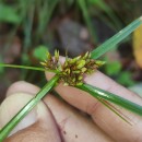 Cyperus eragrostis Lam.Cyperus eragrostis Lam.