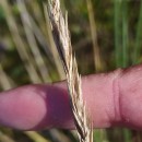 Ammophila arenaria (L.) LinkAmmophila arenaria (L.) Link