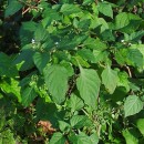 Solanum nigrum L.Solanum nigrum L.