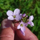 Cardamine pratensis  L.Cardamine pratensis  L.