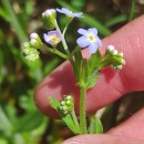 Myosotis secunda A. MurrayMyosotis secunda A. Murray