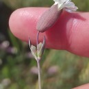 Silene uniflora RothSilene uniflora Roth