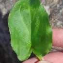 Arisarum simorrhinum DurieuArisarum simorrhinum Durieu