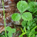 Potentilla sterilis (L.) GarckePotentilla sterilis (L.) Garcke