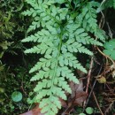 Asplenium adiantum-nigrum  L.Asplenium adiantum-nigrum  L.