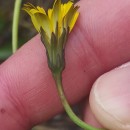 Hypochaeris radicata L.Hypochaeris radicata L.