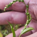 Persicaria hydropiper (L.) SpachPersicaria hydropiper (L.) Spach