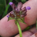 Prunella vulgaris L.Prunella vulgaris L.