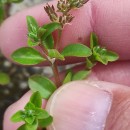 Polycarpon tetraphyllum (L.) L. subsp. tetraphyllumPolycarpon tetraphyllum (L.) L. subsp. tetraphyllum