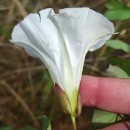 Calystegia sepium (L.) R. Br.Calystegia sepium (L.) R. Br.