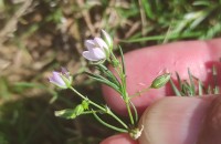 Spergularia capillacea (Kindb.) Willk.Spergularia capillacea (Kindb.) Willk.