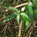 Buddleja davidii Franch.Buddleja davidii Franch.