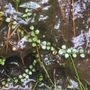 Lysimachia tenella L.Lysimachia tenella L.