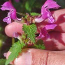 Lamium maculatum L.Lamium maculatum L.
