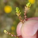 Crassula tillaea Lest.-Garl.Crassula tillaea Lest.-Garl.