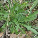 Centaurea gallaecica (M. Laínz) Arnelas & DevesaCentaurea gallaecica (M. Laínz) Arnelas & Devesa
