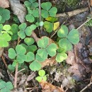 Oxalis acetosella L.Oxalis acetosella L.