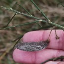 Cytisus striatus (Hill.) Rothm.Cytisus striatus (Hill.) Rothm.