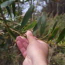 Acacia longifolia (Andrews) Willd.Acacia longifolia (Andrews) Willd.