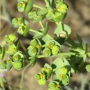 Euphorbia sp. L.Euphorbia sp. L.
