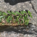 Veronica officinalis L.Veronica officinalis L.