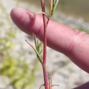 Epilobium brachycarpum C. Presl.Epilobium brachycarpum C. Presl.