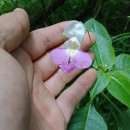 Impatiens balfourii Hook. f.Impatiens balfourii Hook. f.