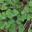 Aquilegia vulgaris L.Aquilegia vulgaris L.