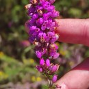 Erica cinerea L.Erica cinerea L.