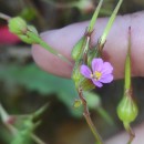 Geranium purpureum Vill.Geranium purpureum Vill.