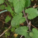 Teucrium scorodonia L.Teucrium scorodonia L.