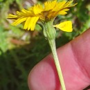 Leontodon saxatilis Lam.Leontodon saxatilis Lam.