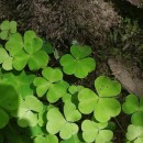 Oxalis acetosella L.Oxalis acetosella L.