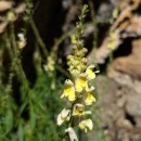 Antirrhinum meonanthum Hoffmanns. & Link. s.l.Antirrhinum meonanthum Hoffmanns. & Link. s.l.