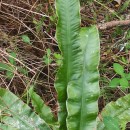 Asplenium scolopendrium L.Asplenium scolopendrium L.