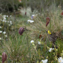 Fritillaria pyrenaica L.Fritillaria pyrenaica L.