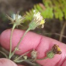 Andryala integrifolia L.Andryala integrifolia L.