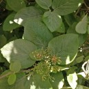 Viburnum lantana L.Viburnum lantana L.