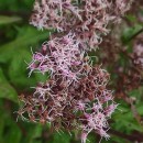 Eupatorium cannabinum  L.Eupatorium cannabinum L.