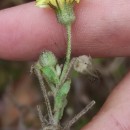 Andryala integrifolia L.Andryala integrifolia L.