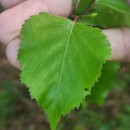 Betula celtiberica Rothm. & Vasc.Betula celtiberica Rothm. & Vasc.