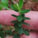 Hypericum pulchrum L.Hypericum pulchrum L.