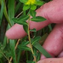 Euphorbia flavicoma DC. subsp. occidentalis M. LaínzEuphorbia flavicoma DC. subsp. occidentalis M. Laínz