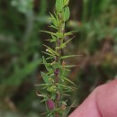 Genista berberidea LangeGenista berberidea Lange