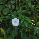 Calystegia sepium (L.) R. Br.Calystegia sepium (L.) R. Br.